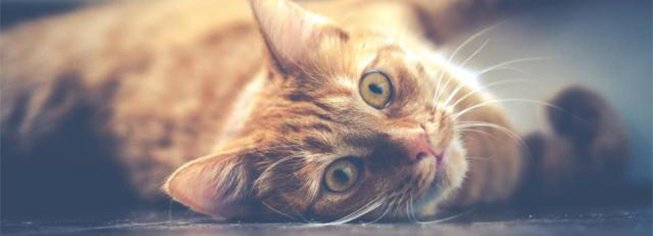 Food Allergies & Developing Better Cat Food