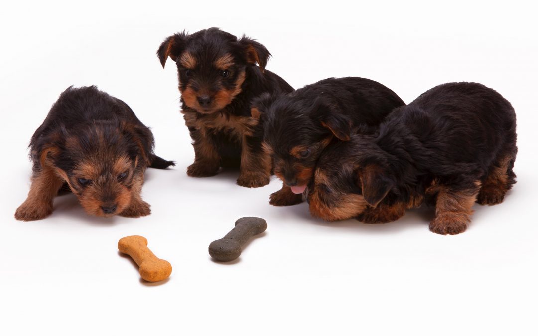Is Dog Food the Right PL Pet Food to Get Into?